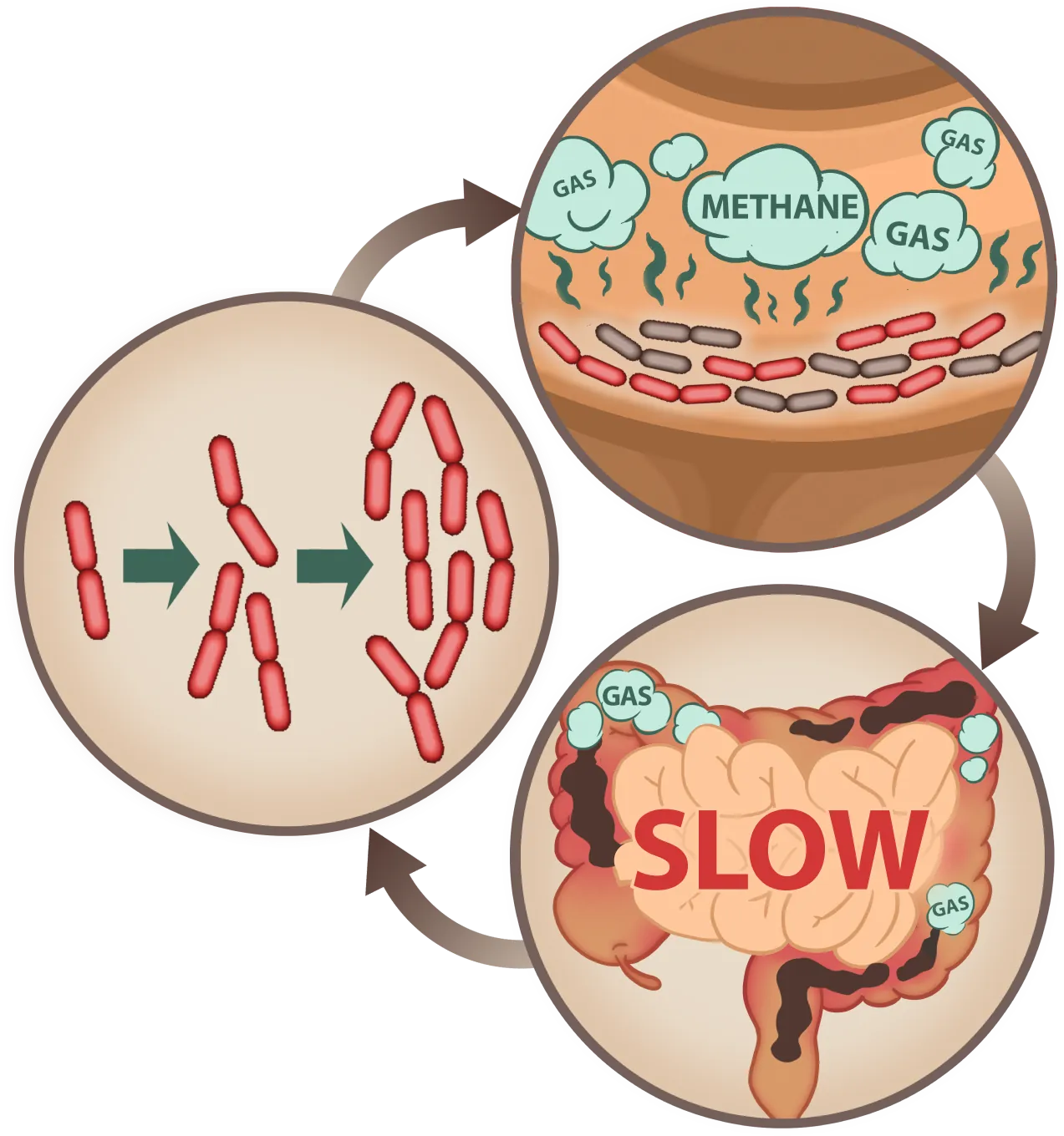 EmmaRelied slows methane gas production for better digestion