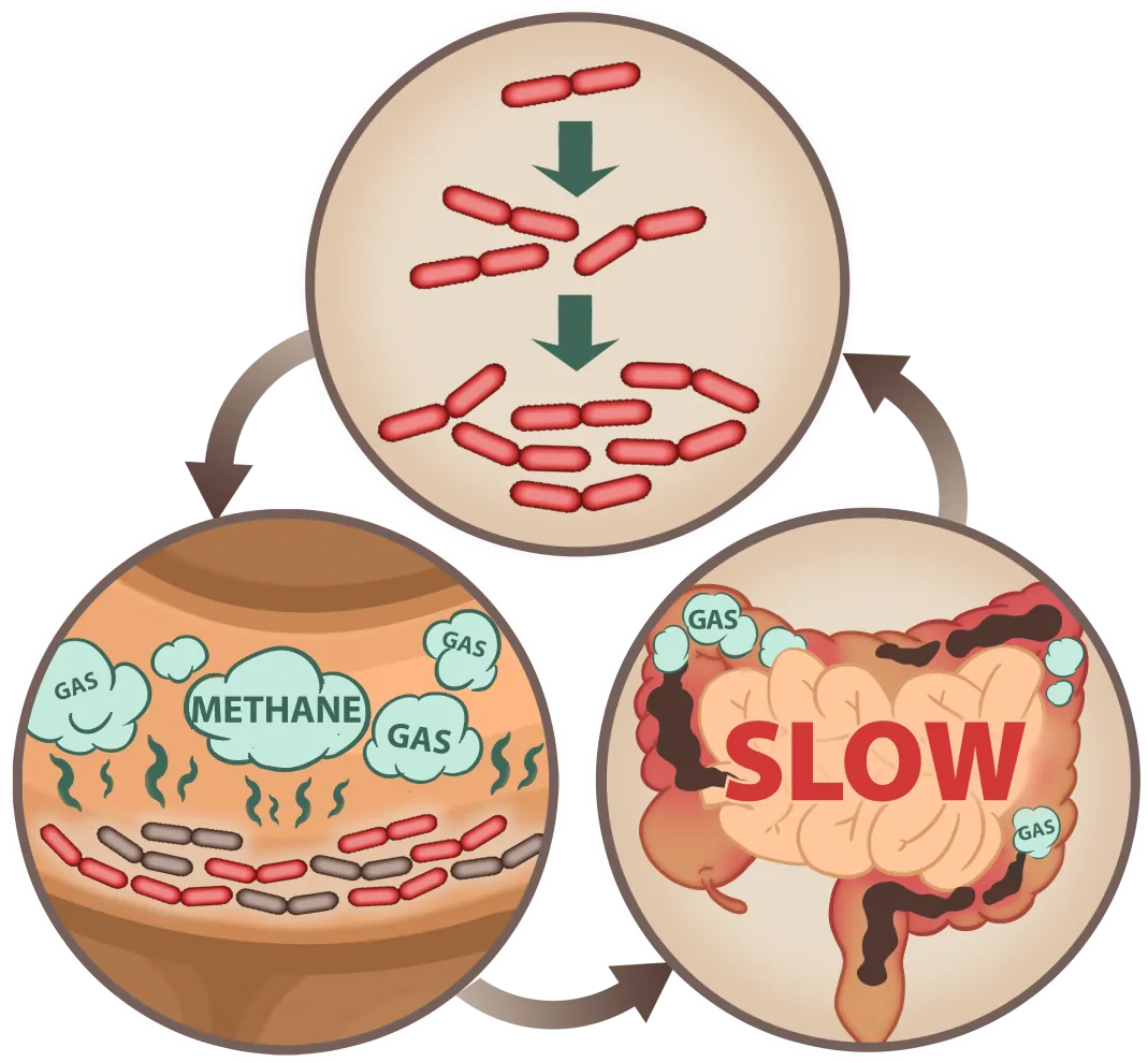 EmmaRelied digestive process mobile illustration