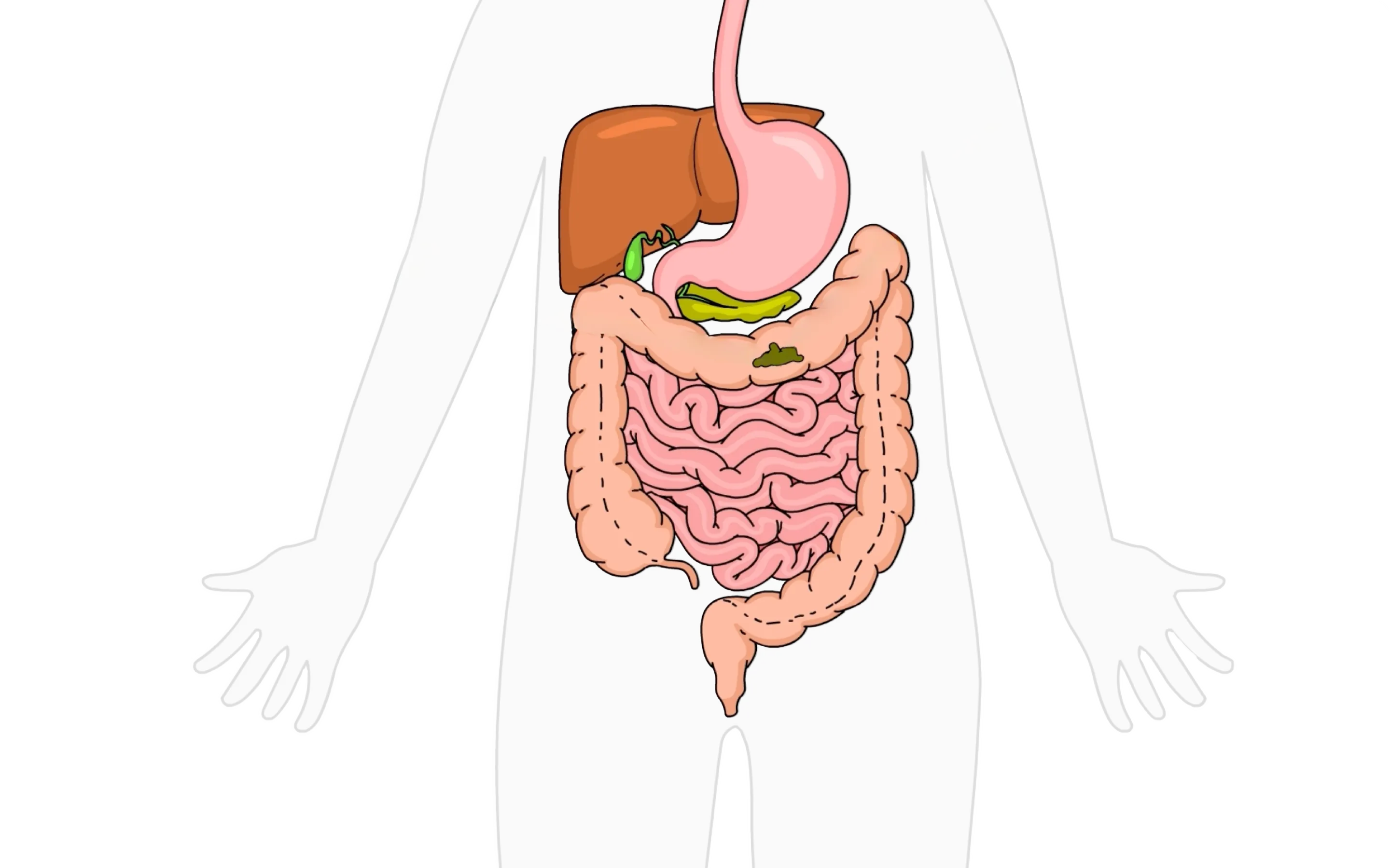 EmmaRelied gut health video illustration
