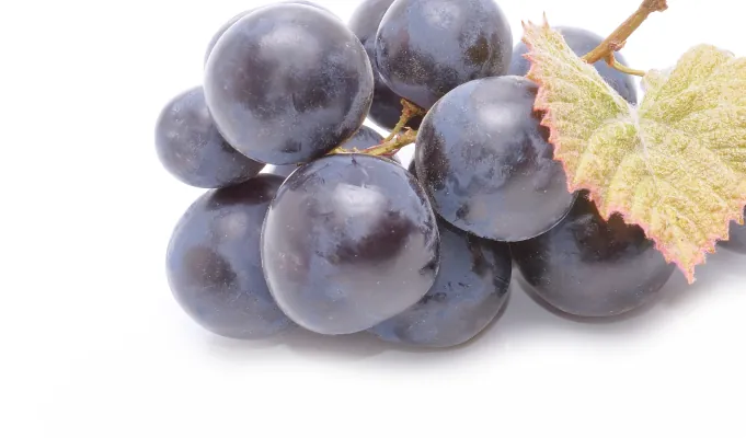 Resveratrol – EmmaRelied antioxidant gut support ingredient