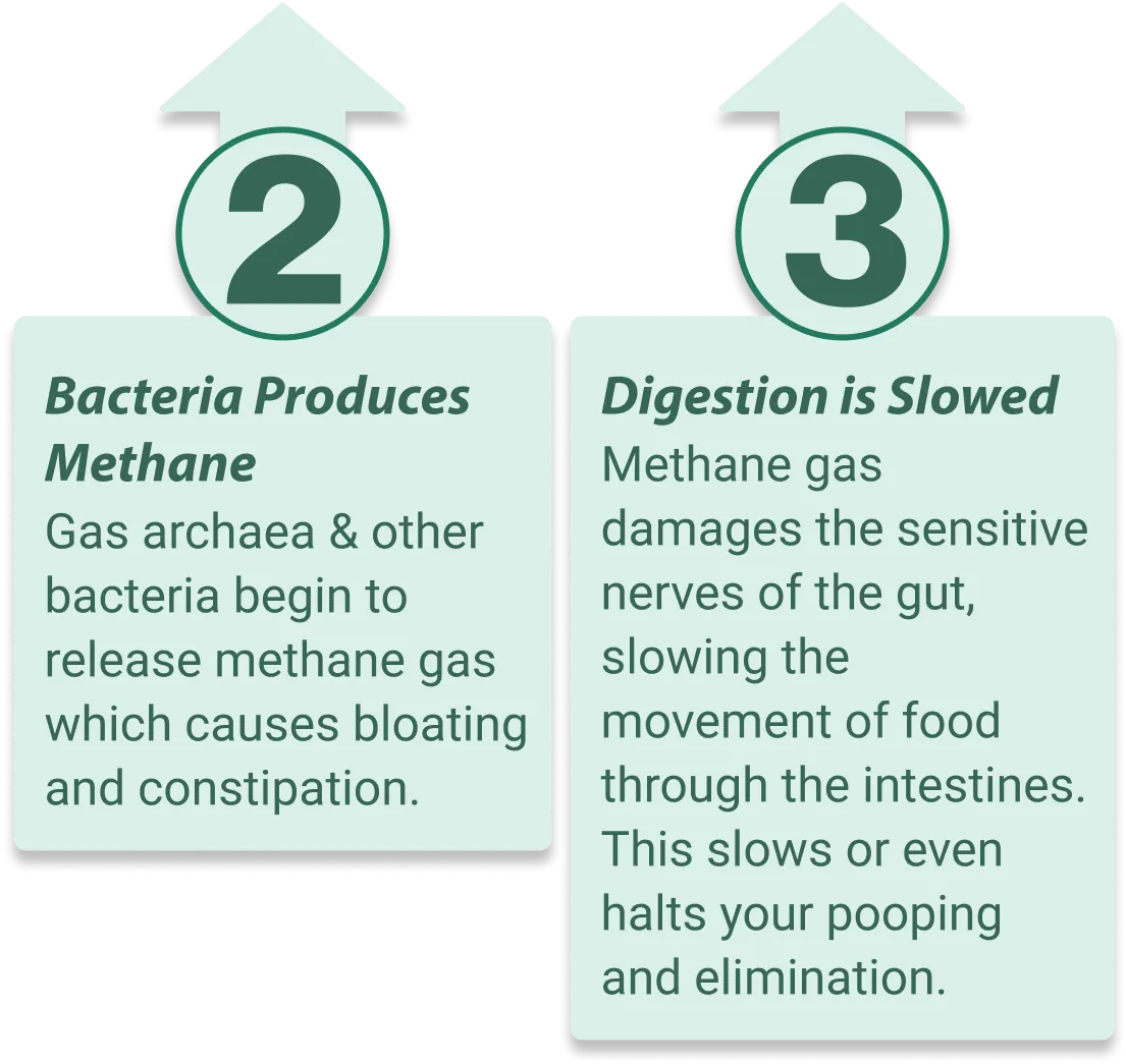 EmmaRelied supports healthy gut microbiome balance