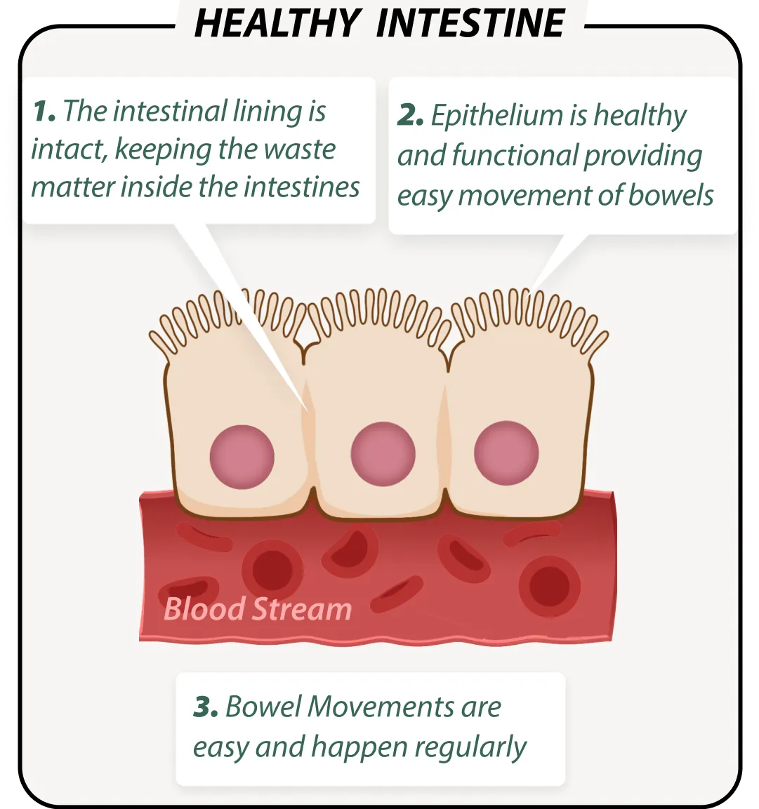 Healthy gut with EmmaRelied – balanced microbiome illustration